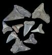 + Bargain Fossil Shark Teeth (Mako, Tiger, Megalodon, etc) #61744-1